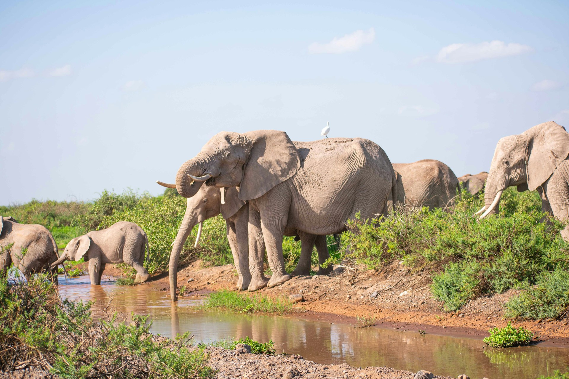 Elephants standing near a water source in Amboseli National Park, Kenya, showing the swamp-based wildlife habitat