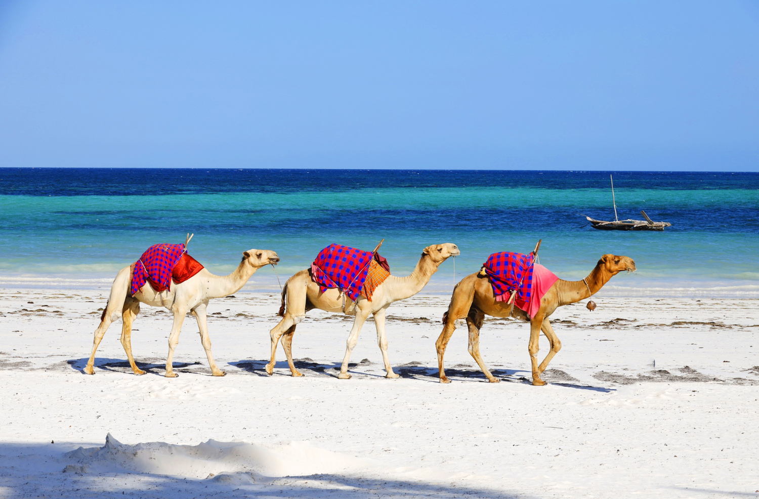 Camels walking along the shoreline at Diani Beach in Kenya, showing coastal tourism and local activity