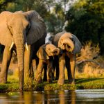 Elephants standing near water at sunset in Kenya’s Maasai Mara, reflecting a typical safari landscape