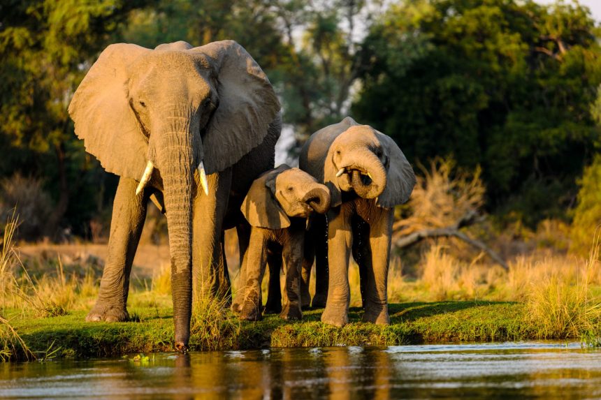 Elephants standing near water at sunset in Kenya’s Maasai Mara, reflecting a typical safari landscape