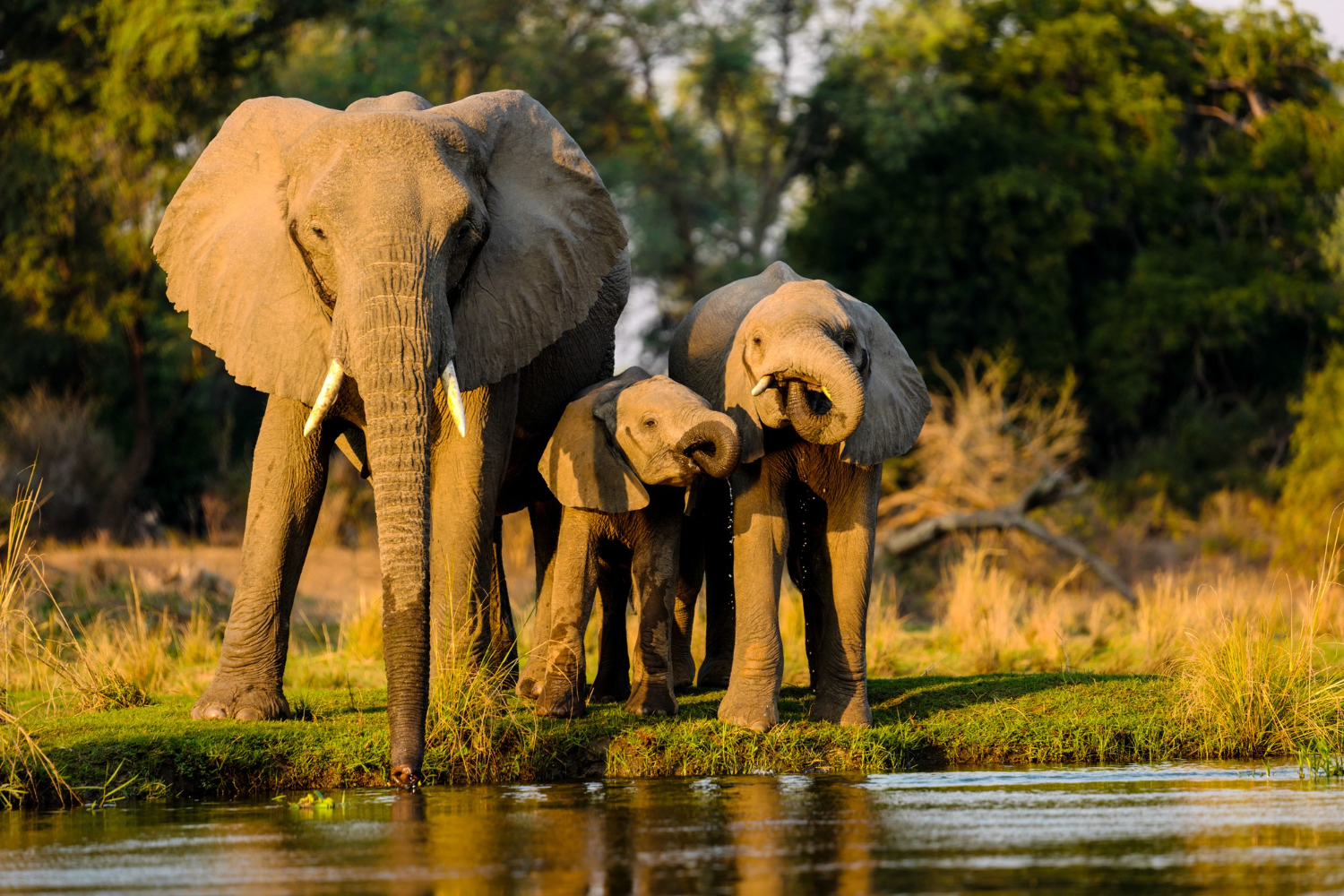 Elephants standing near water at sunset in Kenya’s Maasai Mara, reflecting a typical safari landscape