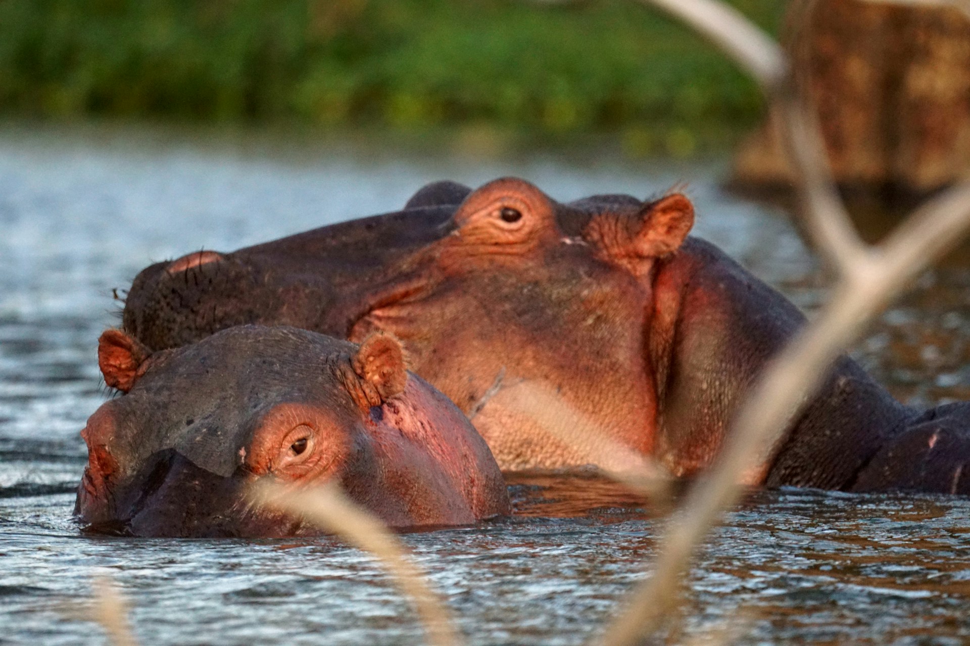 Hippos swimming in Lake Naivasha showing wildlife within a calm freshwater environment in Kenya