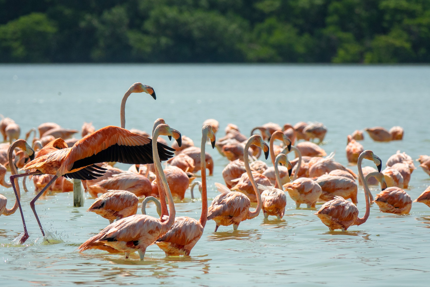 Flock of flamingos across Lake Nakuru National Park with surrounding water and vegetation in Kenya