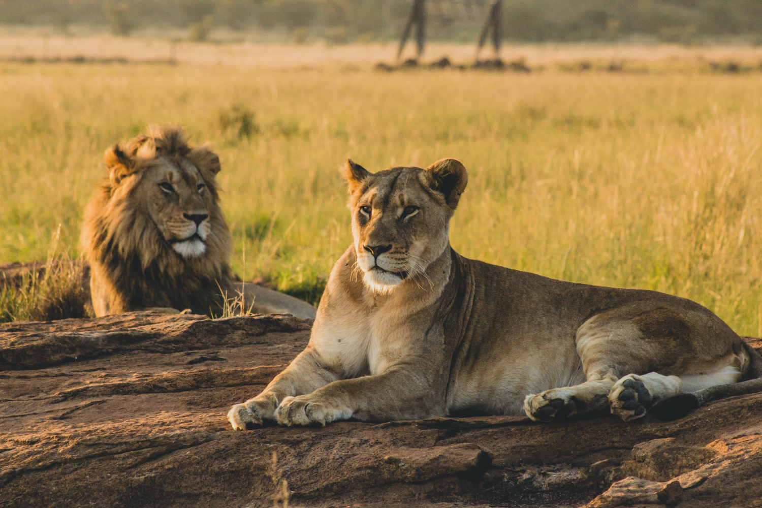 Male and female lions resting on a rock in the Maasai Mara savannah, Kenya, during golden hour