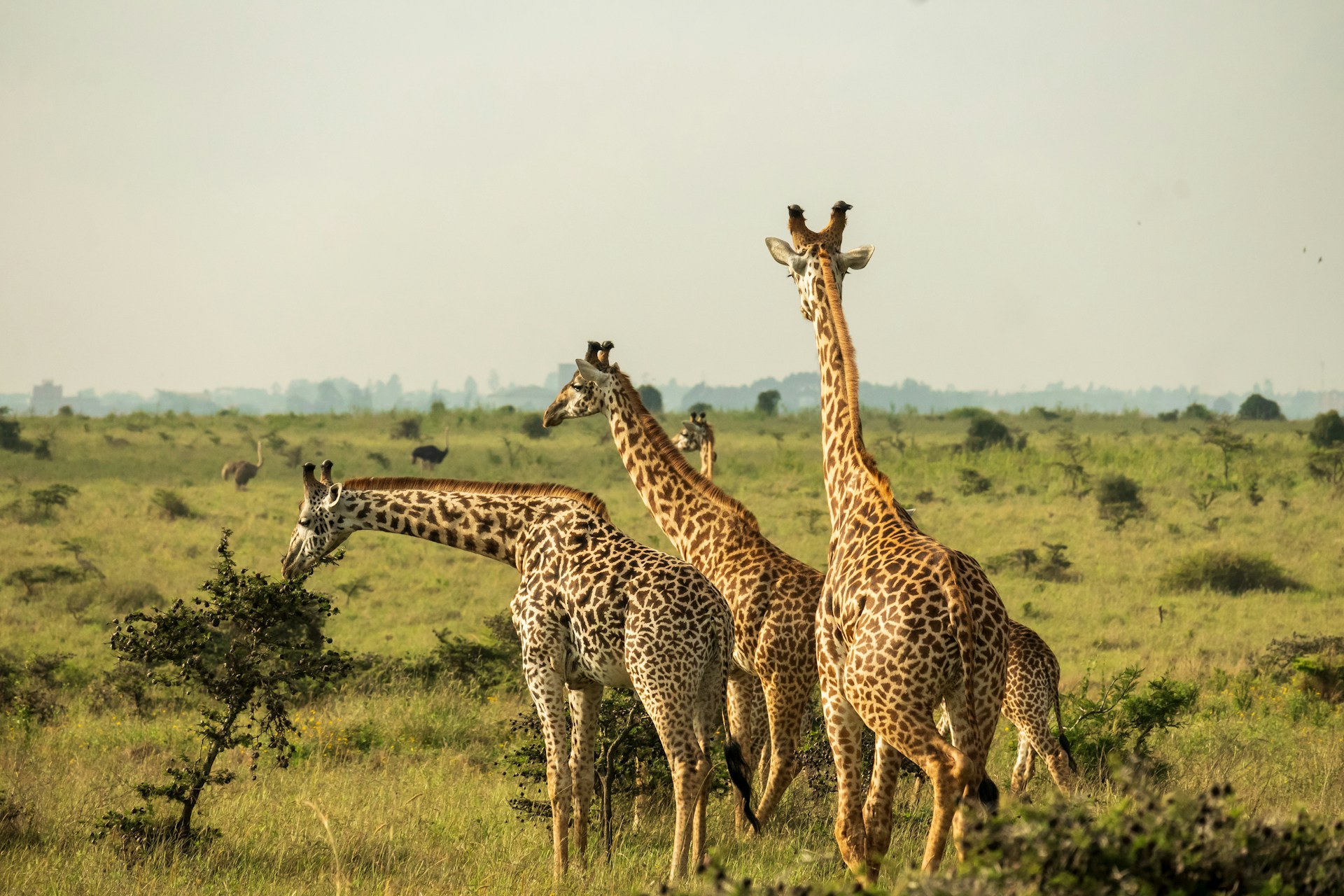 Giraffes standing in open grassland at Nairobi National Park in Kenya near the capital city