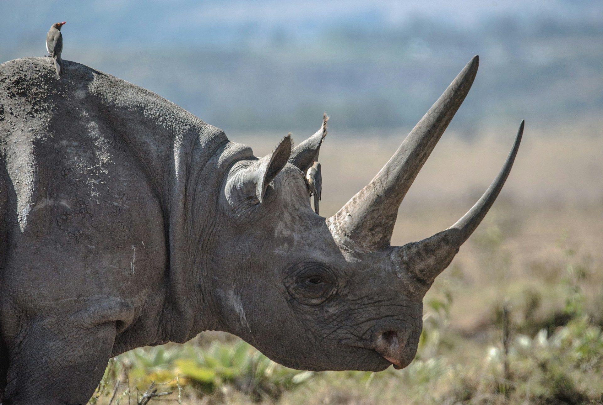 Close-up of a black rhino at Ol Pejeta Conservancy highlighting endangered species conservation in Kenya