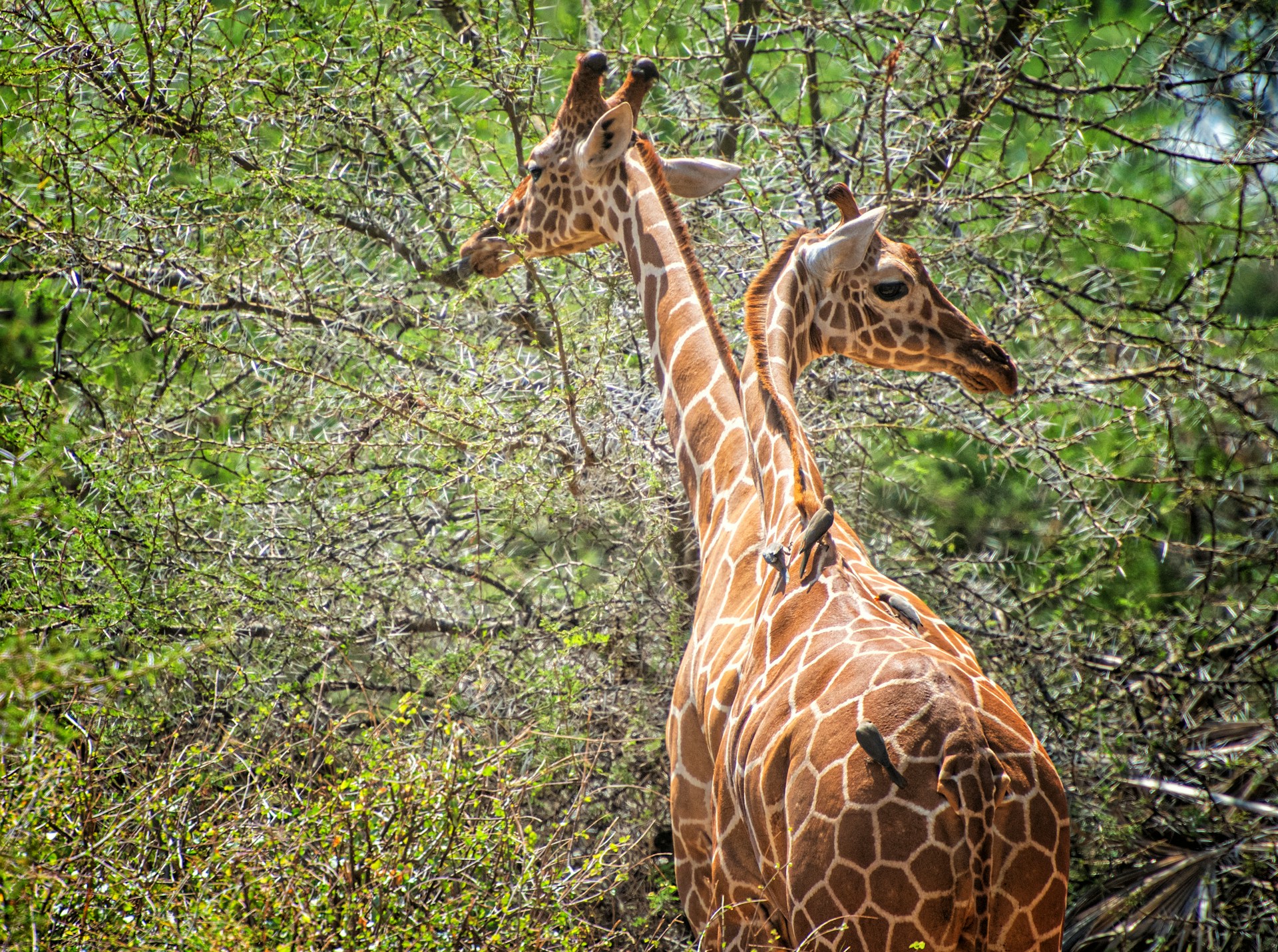 Reticulated giraffes standing in dry landscape at Samburu National Reserve in northern Kenya
