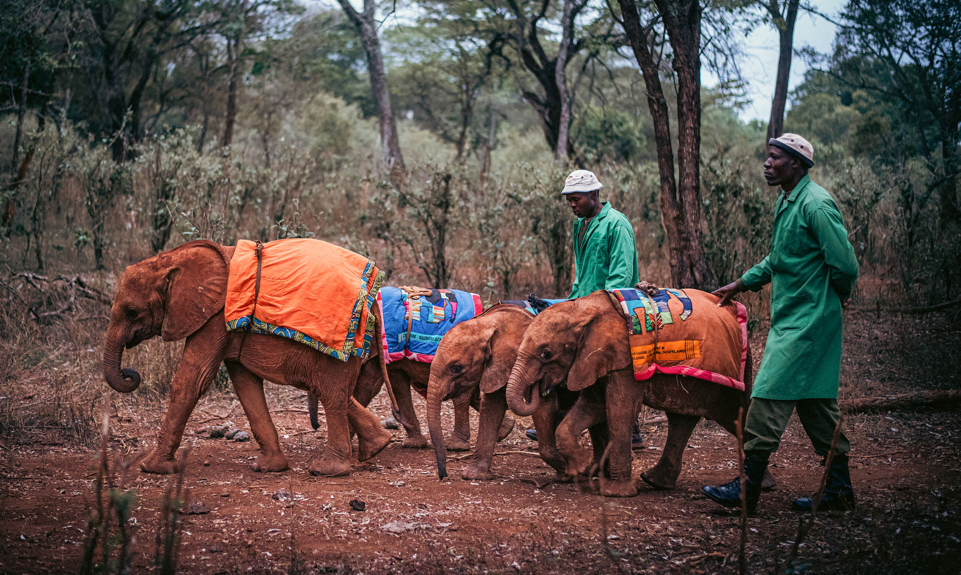 Elephant keepers walking orphaned baby elephants at Sheldrick Wildlife Trust in Nairobi, Kenya
