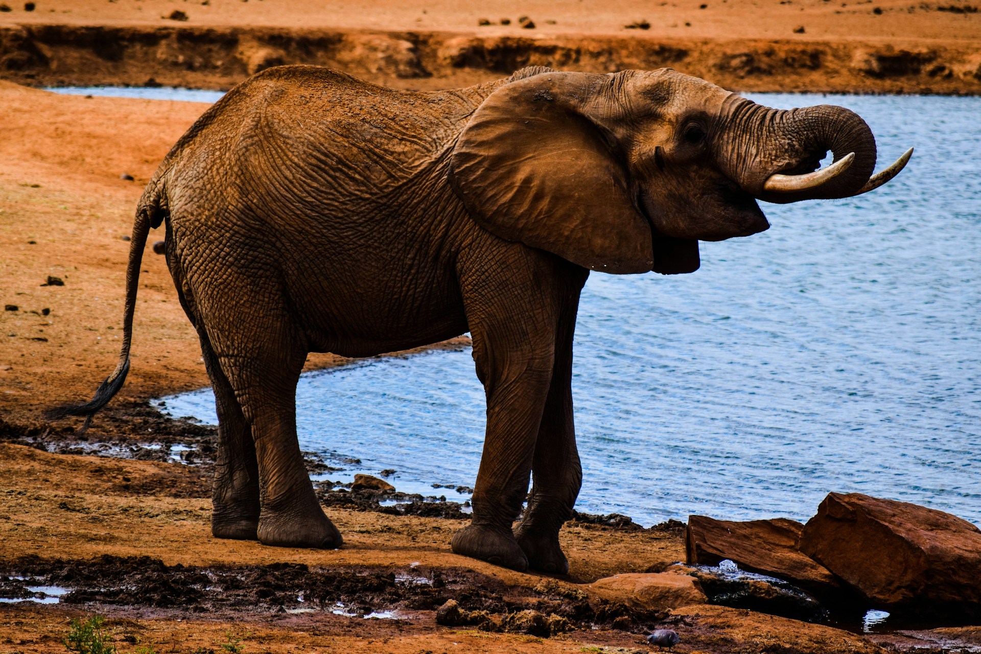 Elephant near a water source in Tsavo National Park showing the vast natural landscape of Kenya